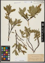Foto von Salix hastata L.